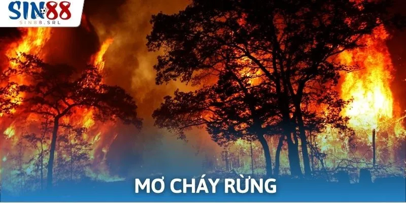 Điềm báo ẩn chứa đằng sau giấc mộng thấy cháy rừng