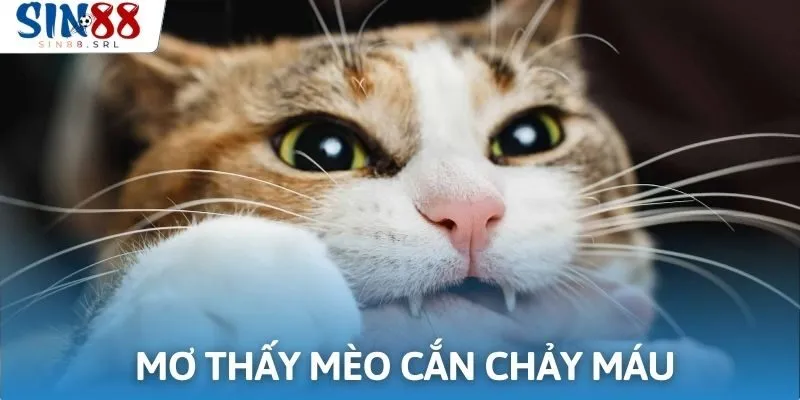Chủ giấc mơ cẩn trọng trong công việc khi mộng thấy mèo cắn chảy máu