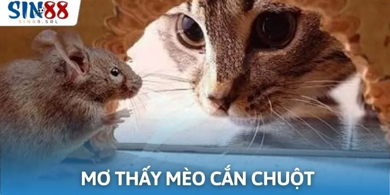 Giải mã điềm báo giấc mộng thấy mèo cắn chuột