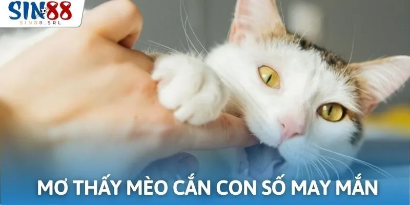 Những con lô đổi vận đánh ngay khi nằm mơ bị mèo cắn