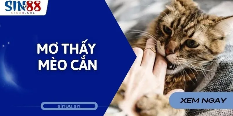 Mơ Thấy Mèo Cắn Điềm Báo Gì? Đổi Đời Với Bộ Số May Mắn